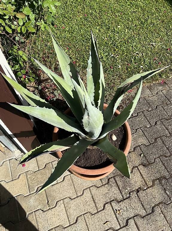 Piante & sementi: Grosse Agave im Kübel – Usato da Riniken venduto da Rikaner 1