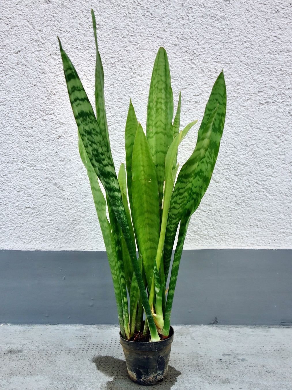 Pflanzen & Samen: Bogenhanf Sansevieria Trifasciata – Neu (gemäss Beschreibung) aus Kerzers von zimmergruen