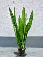 Bogenhanf Sansevieria Trifasciata