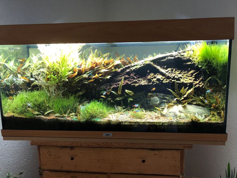 Aquarium eau douce Kaufen auf Ricardo