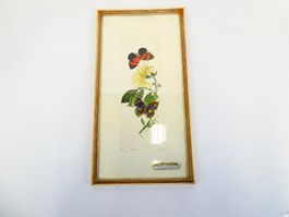 Handcolorierte Radierung