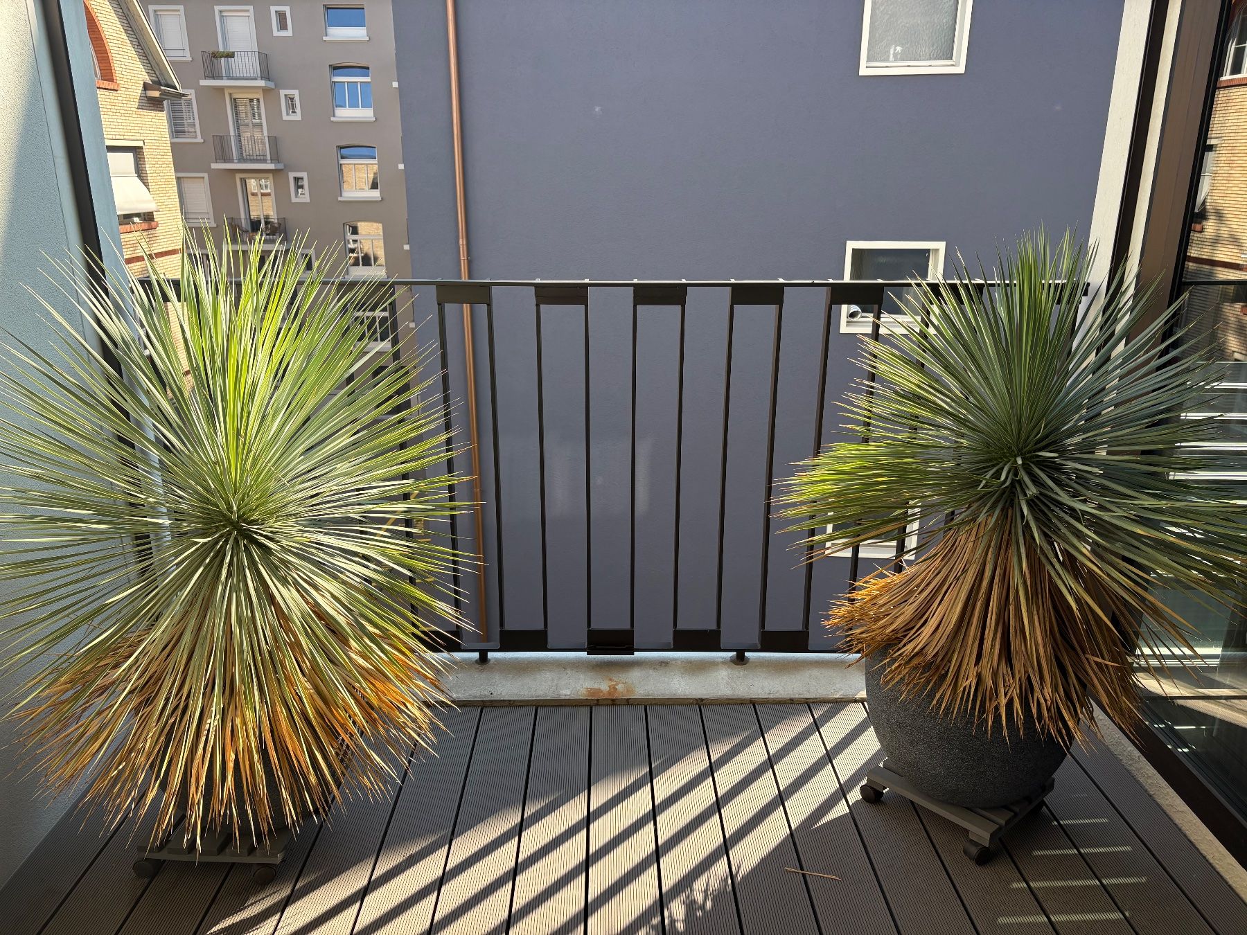 Plantes & graines: 2 grosse Yucca-Palmen im Topf – D'occasion à Zürich par Tatiana_74