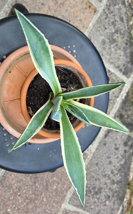 Pflanzen & Samen: Agave, kein Kaktus,k eine Sukkulente – Gebraucht aus Würenlos von Browni01 1