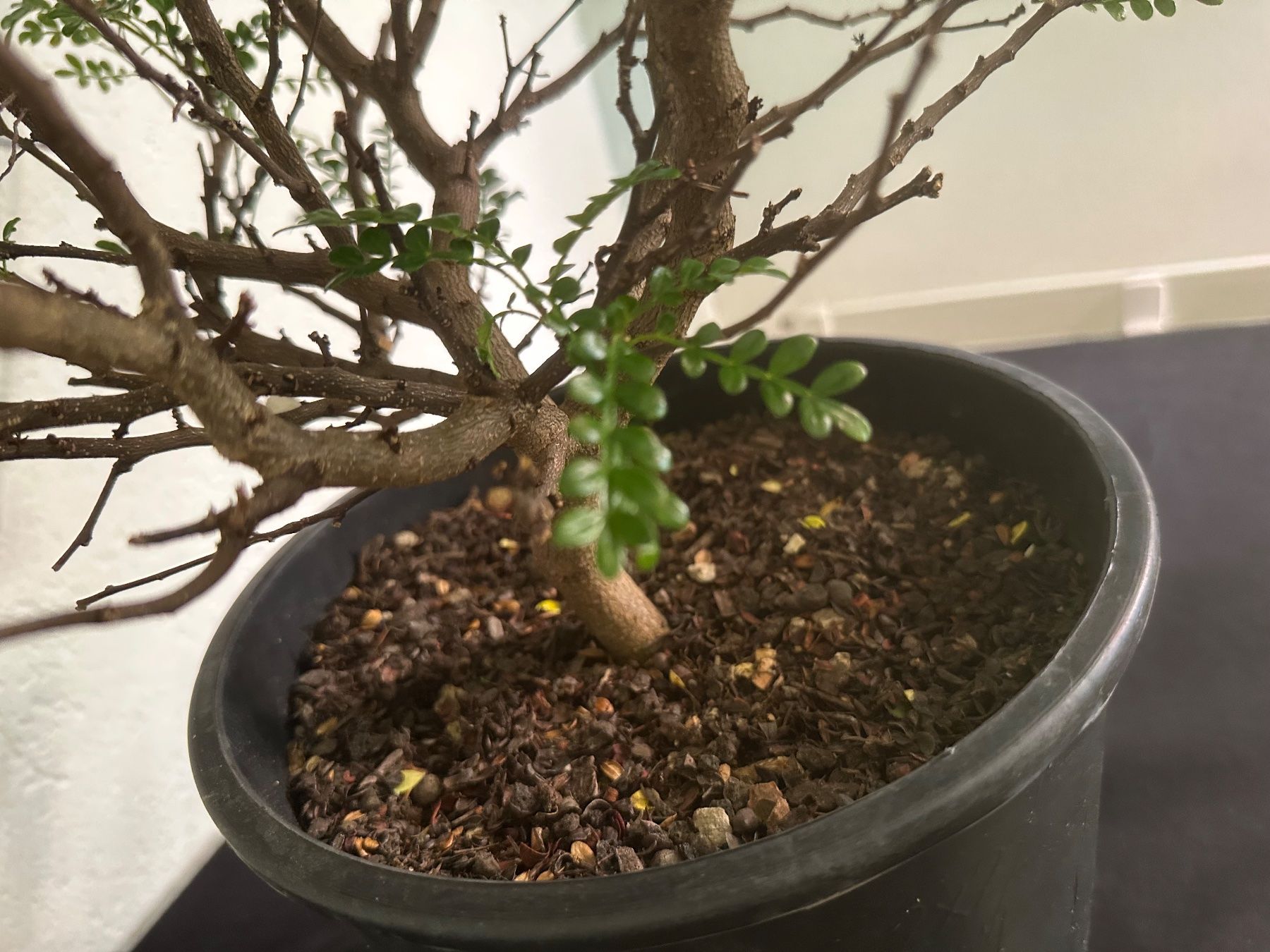Plantes & graines: Zanthoxylum beecheyanum  Szechuanpfeffer – D'occasion à Reinach BL par Kleinzoo05 3