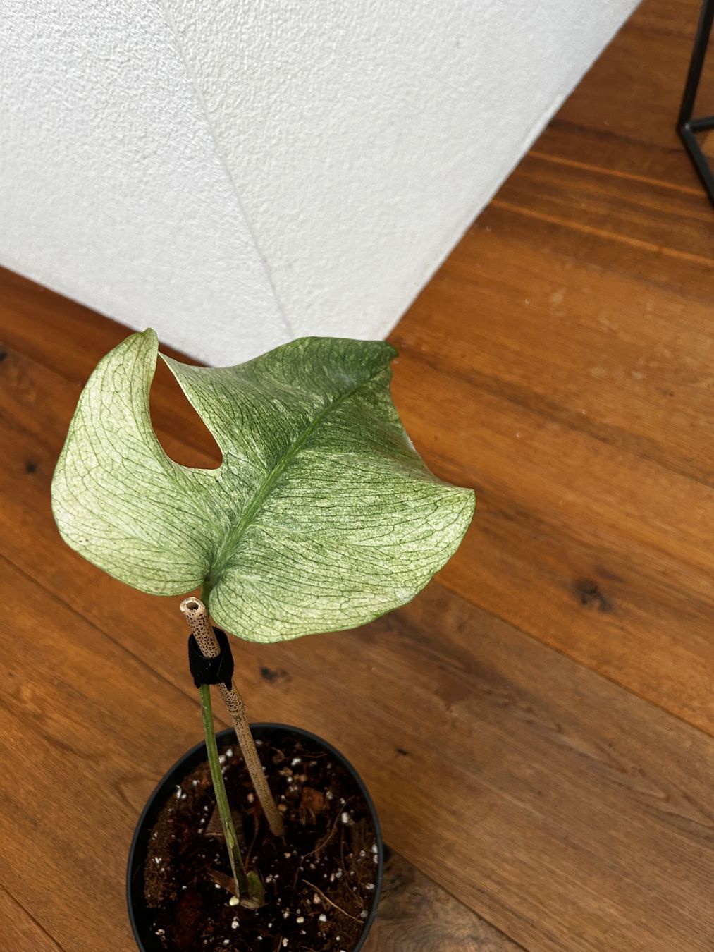 Piante & sementi: Monstera full mint Steckling mit Neuaustrieb – Nuovo e nell'imballaggio originale da Wattwil venduto da Mikesplantshop 1