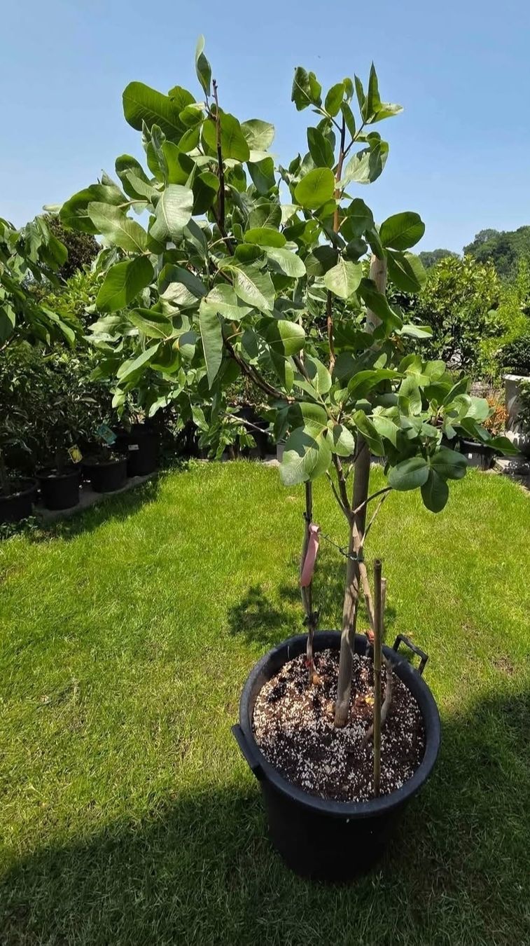 Piante & sementi: pistazie baum von bronte sizilie – Usato da Unterlunkhofen venduto da tomnova
