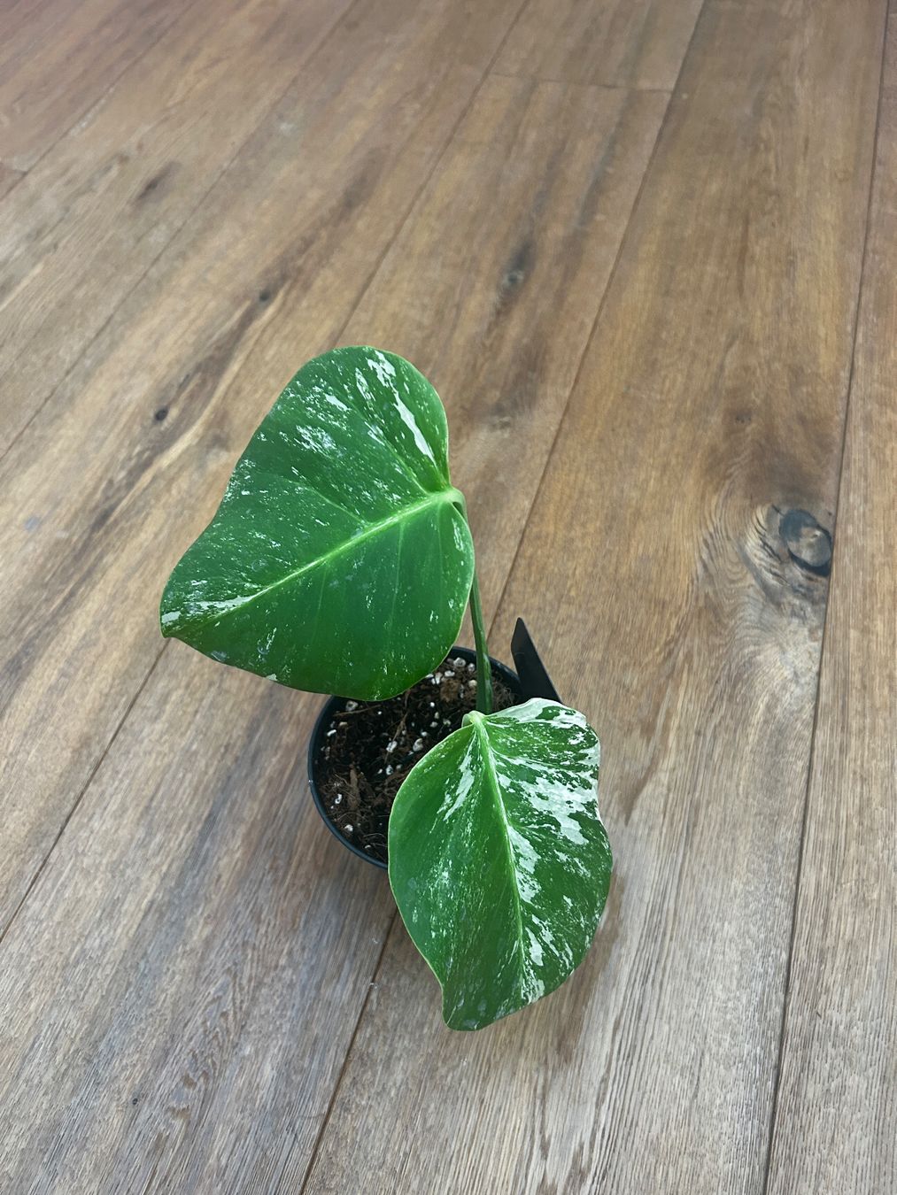 Piante & sementi: Monstera albo🤍 – Usato da Wattwil venduto da Mikesplantshop