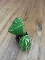 Monstera albo🤍