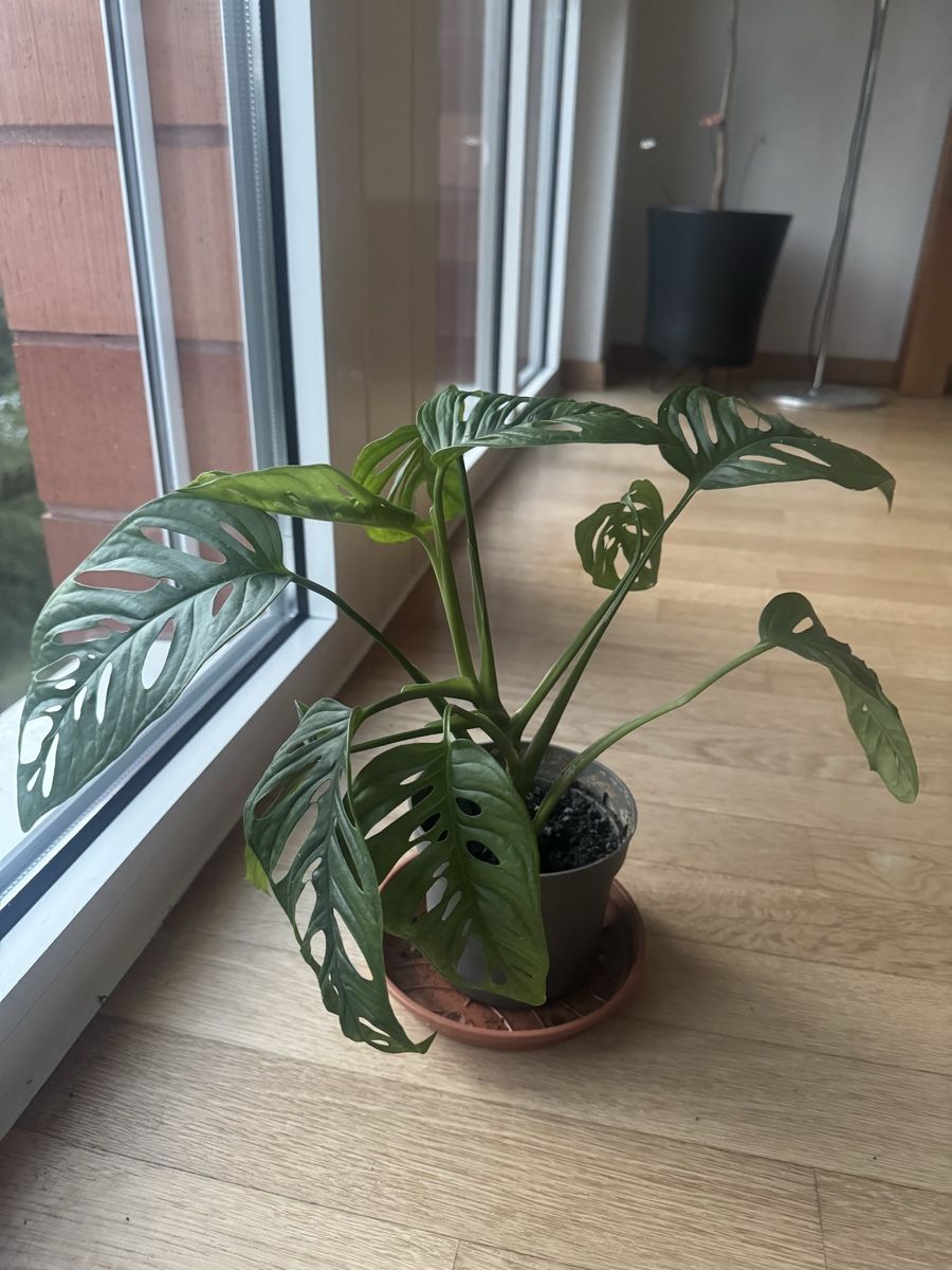 Piante & sementi: Monstera im Topf – Usato da Zug venduto da arlettek_ 1