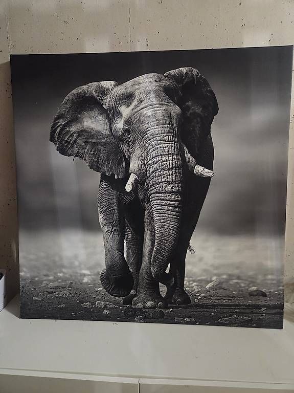 Foto & Immagini: Leinwandbild 100x100 cm – Usato da Geroldswil venduto da Ilona1538