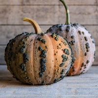 7 Samen MUSQUEE DE MAROC Kürbis
