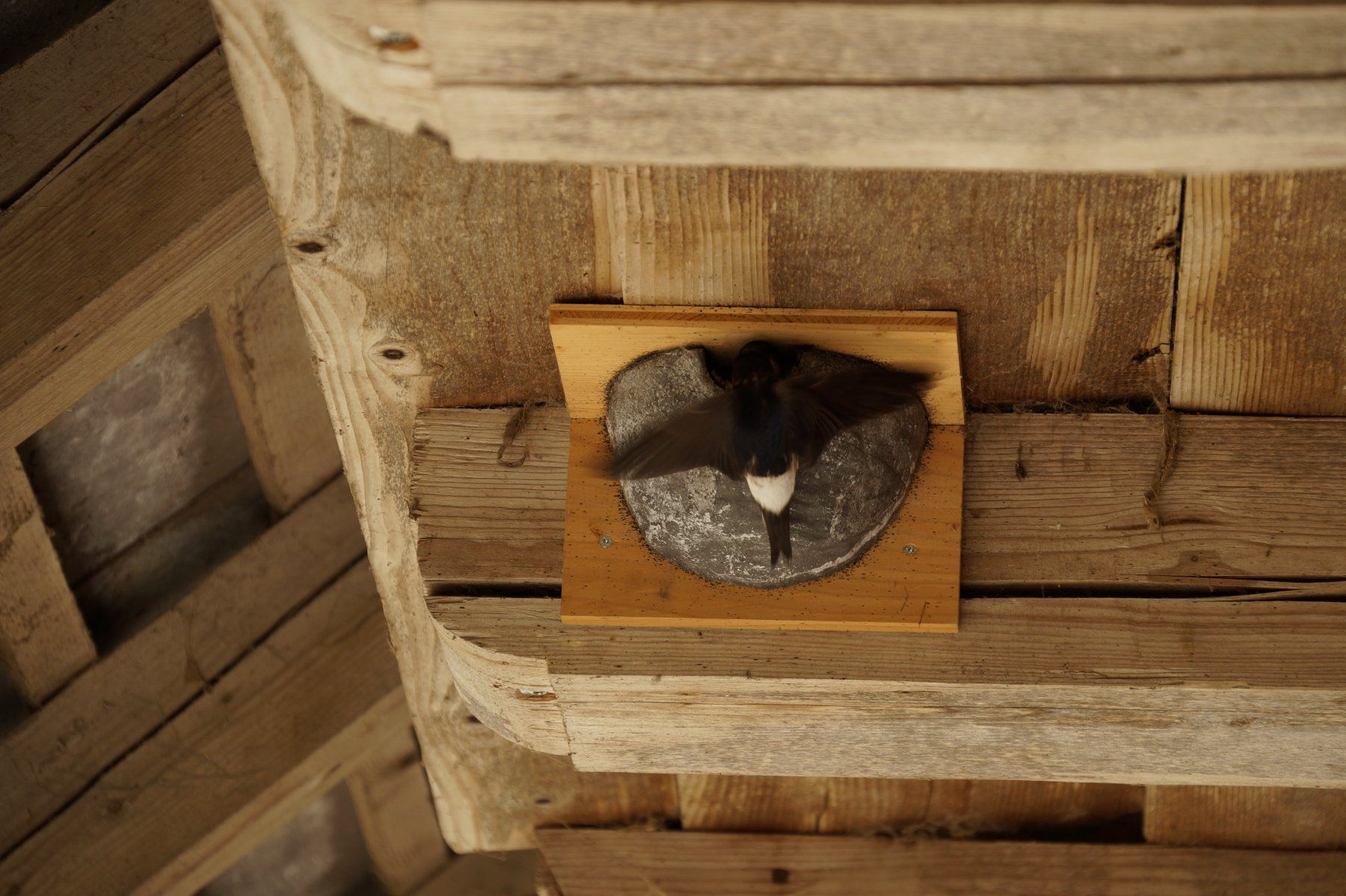 Casette per uccelli: Schwalbennester Mehlschwalbennester Brutnester Vogelhaus – Nuovo (secondo la descrizione) da Süderen venduto da paeng007 2