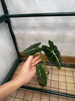 🌱 Alocasia frydek