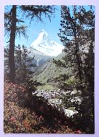 Zermatt mit Matterhorn, Alpenrosen
