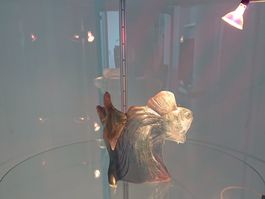 Skulptur Fisch Kristall- Daum Frankreich, limitiert