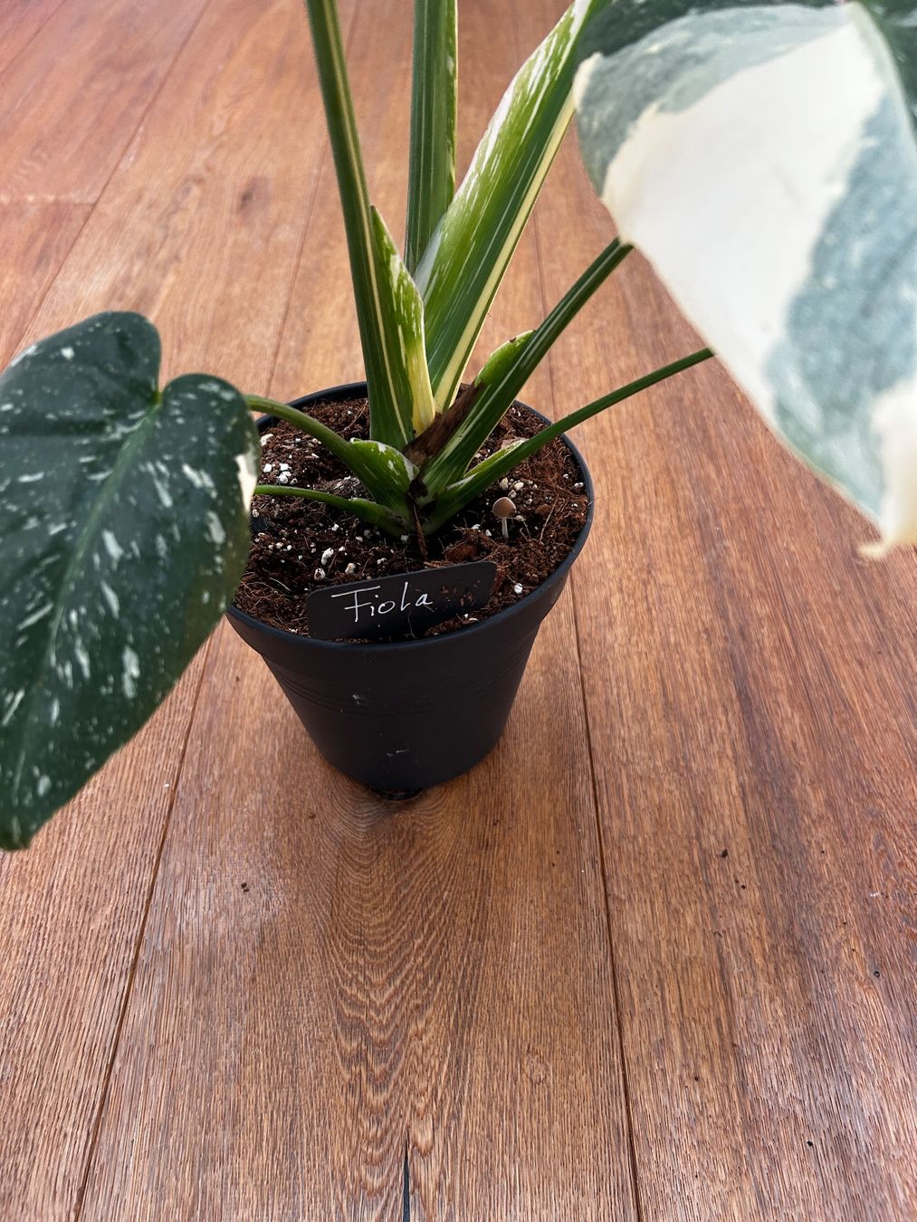 Pflanzen & Samen: Monstera Thai Constellation💚 – Gebraucht aus Wattwil von Mikesplantshop 3