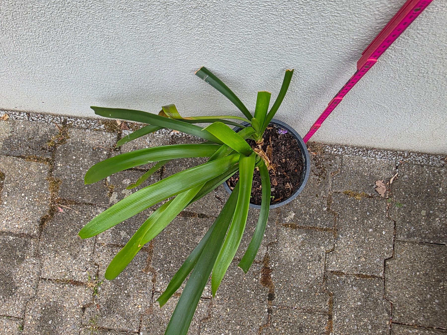 Piante & sementi: Clivia miniata / Klivie, orangeblühend – Nuovo (secondo la descrizione) da Thalheim venduto da silvara01 2