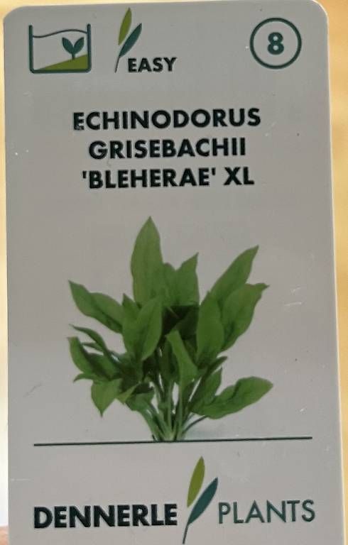 Piante & sementi: Echinodorus XL Süsswasserpflanze – Usato da Heerbrugg venduto da Jaspis_87 1