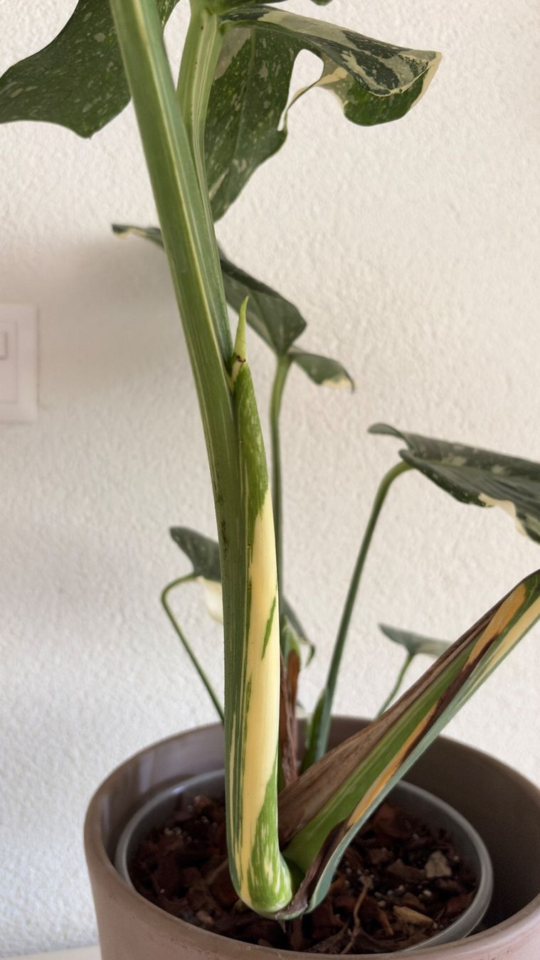 Piante & sementi: Monstera Thai Constellation – Usato da Bern venduto da paloj 4