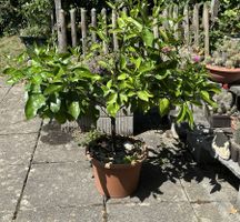 Orangenbaum (mittelgross) mit Früchten und Blüten