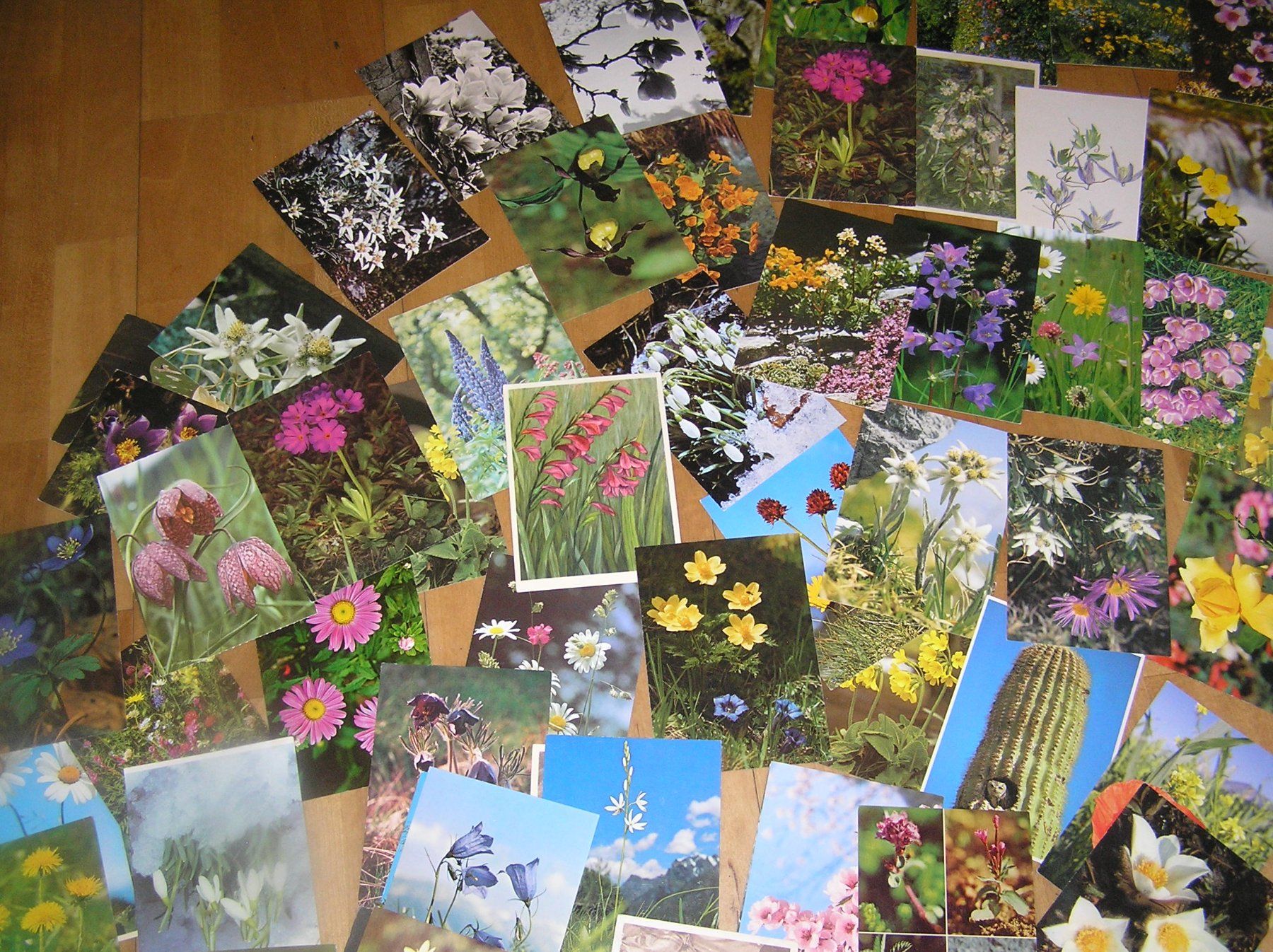 Cartes postales: 150 Schöne Blumenkarten – D'occasion à Lumbrein par made02 3