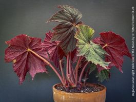 Begonia Lunar Lights Dark Side of the Moon - was für Blätter