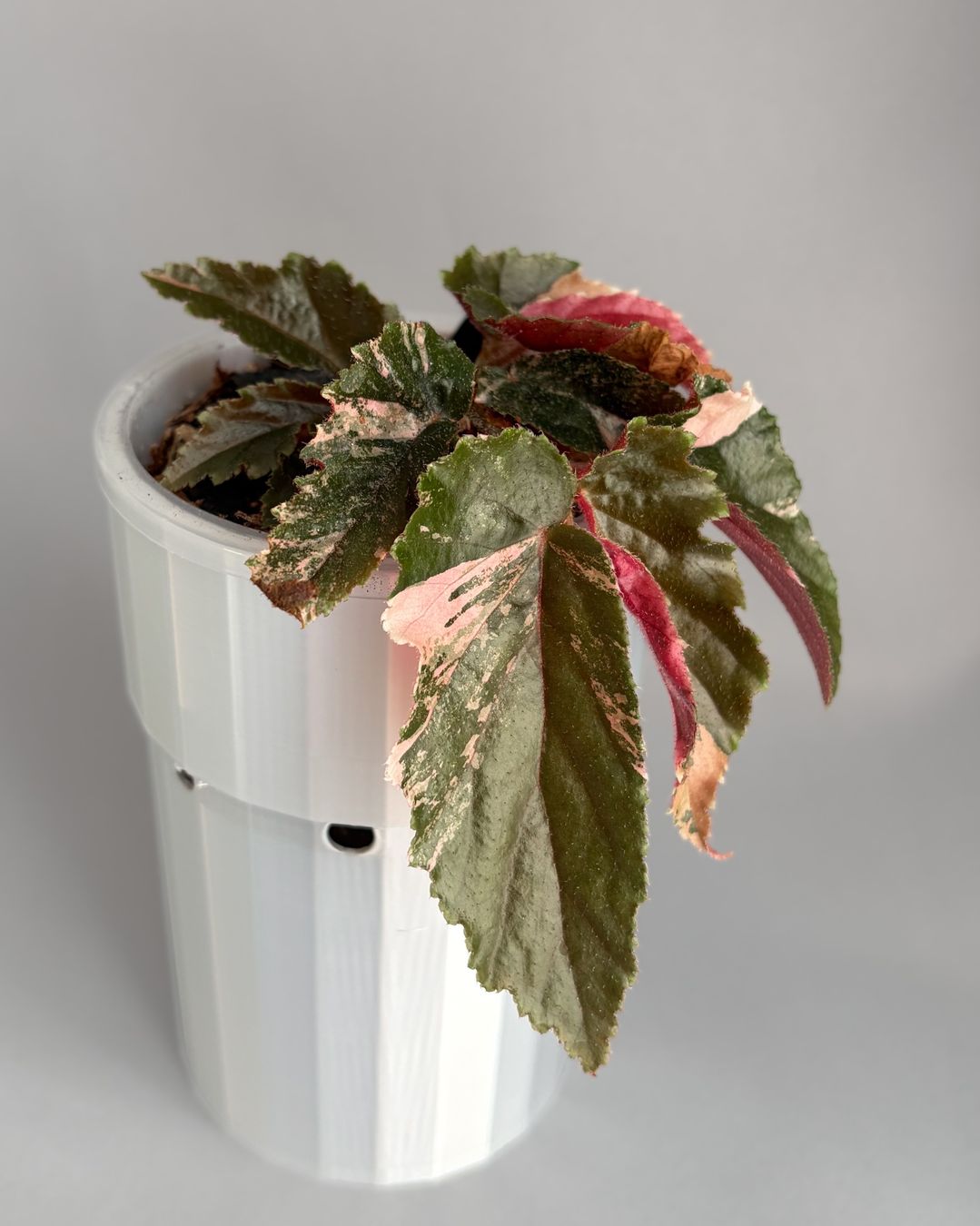 Pflanzen & Samen: Begonia Ginny Galaxy Variegata – Neu (gemäss Beschreibung) aus Seuzach von ani_ma 2