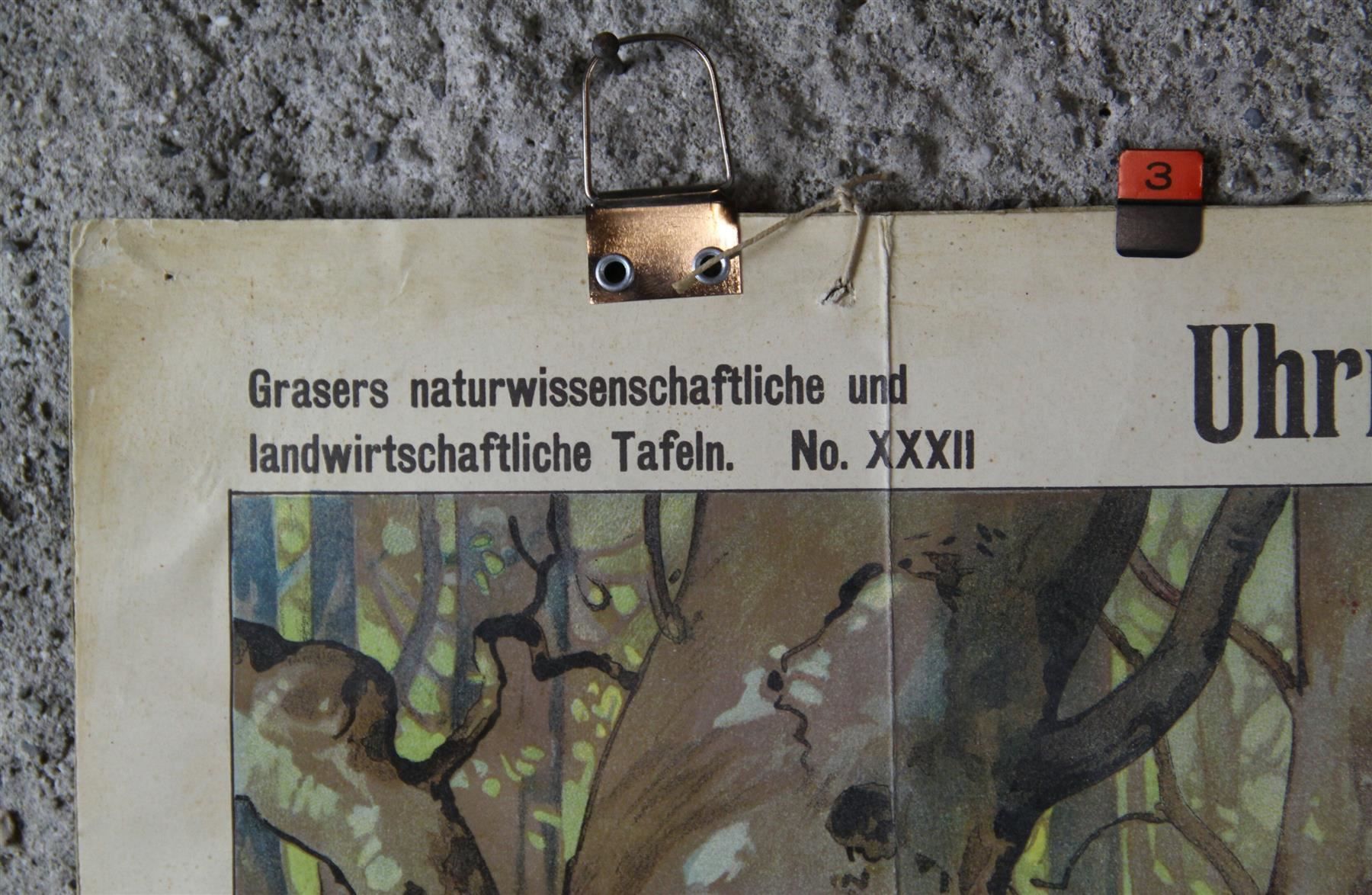 Foto & Immagini: Schulwandbild "Europäisches Haarwild" – Usato da Birrwil venduto da brandschatz_birrwil 4