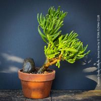 Crassula Ovata Gollum - Bonsai-Bäumchen im Tontopf