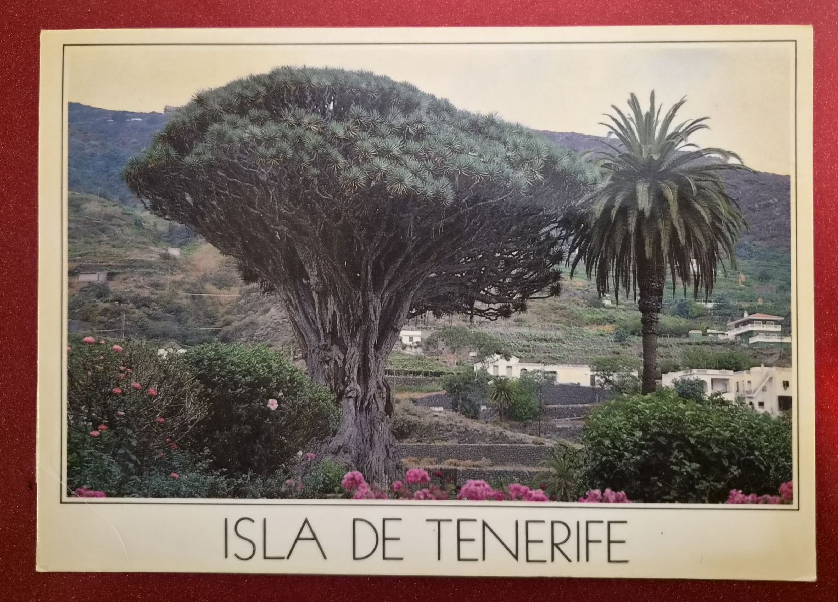 Cartoline postali: Isla de Tenerife Drachenbaum 1992 – Usato da Melchnau venduto da Fishel