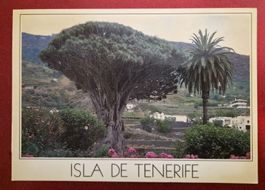 Isla de Tenerife Drachenbaum 1992