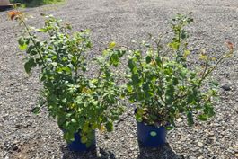 🌹 Rosa Voluptia Purple – 2er-Set – ca. 80 cm