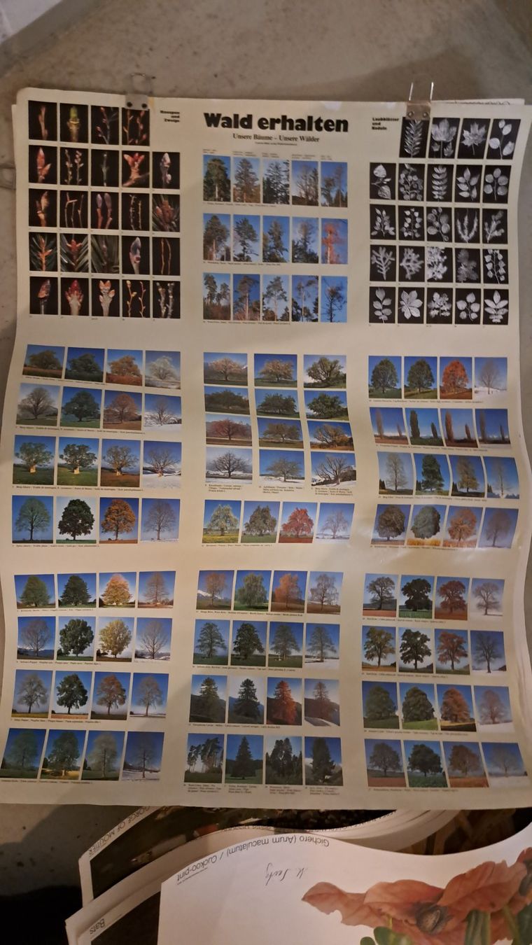 Poster & Bilder: Schulwandbilder – Gebraucht aus Flawil von Dodo68 3