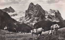 Alte Postkarte Rosenlaui BE, Berge, Gletscher, Kühe