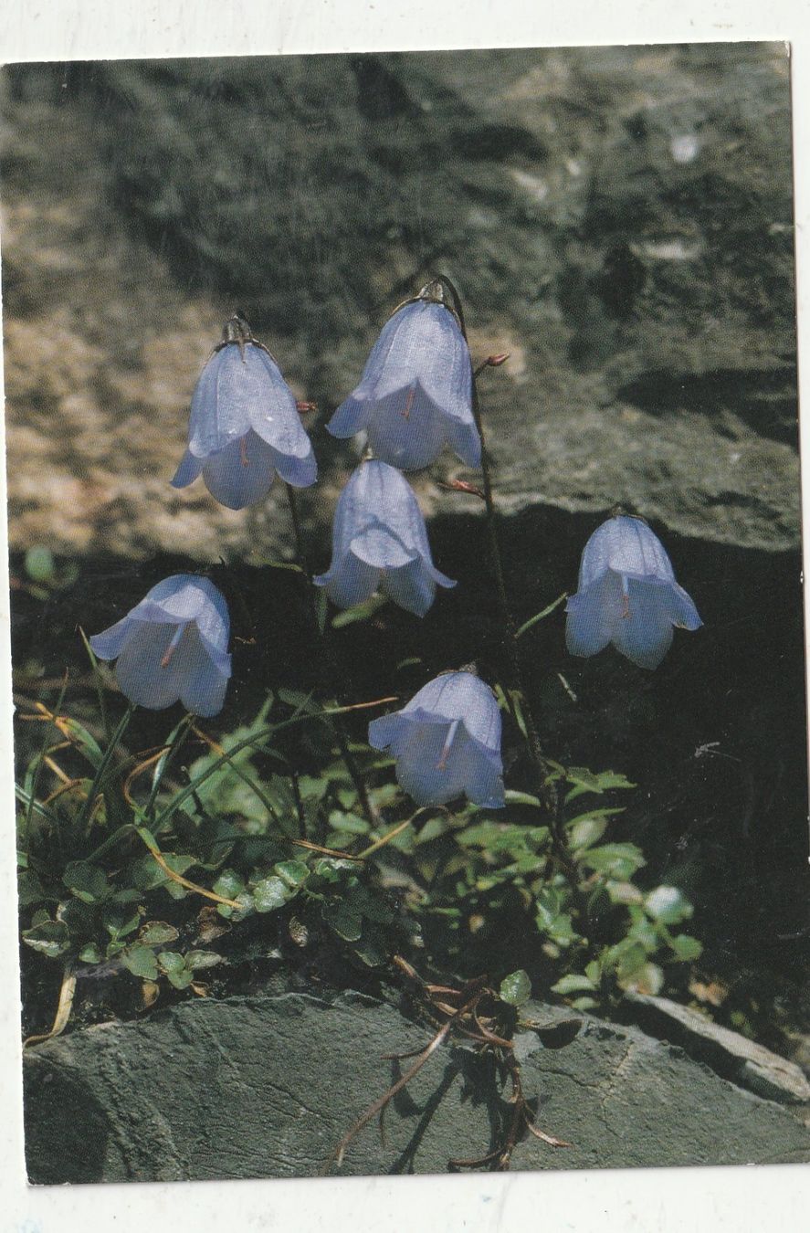 Cartoline postali: 10 Schöne Blumenkarten – Usato da Lumbrein venduto da made02 9