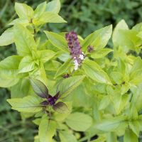 Zimt BASILIKUM (Ocimum basilicum var. Cinnamomum) / 10 Samen