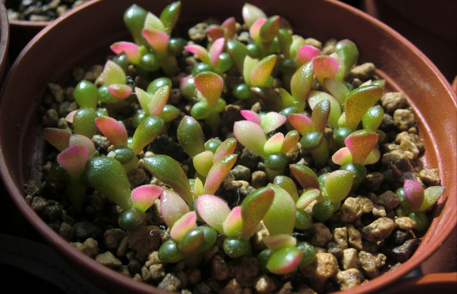 Piante & sementi: Anacampseros telephiastrum variegata 'Sunrise' Samen – Nuovo (secondo la descrizione) da Zürich venduto da The_Plant_Wizard 4