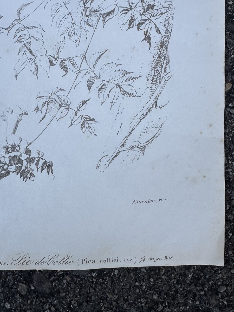 Grafica & Litografie: alte Vogel illustration - Charles d‘Orbigny – Usato da Zürich venduto da frauflufelberg 3