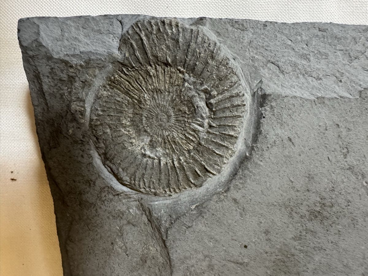 Fossili: Fossilienplatte – Usato da Gränichen venduto da onkel_xxl 2