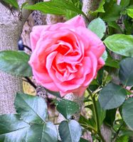 Rosa (Teehybride) Edelrose 'Focus'