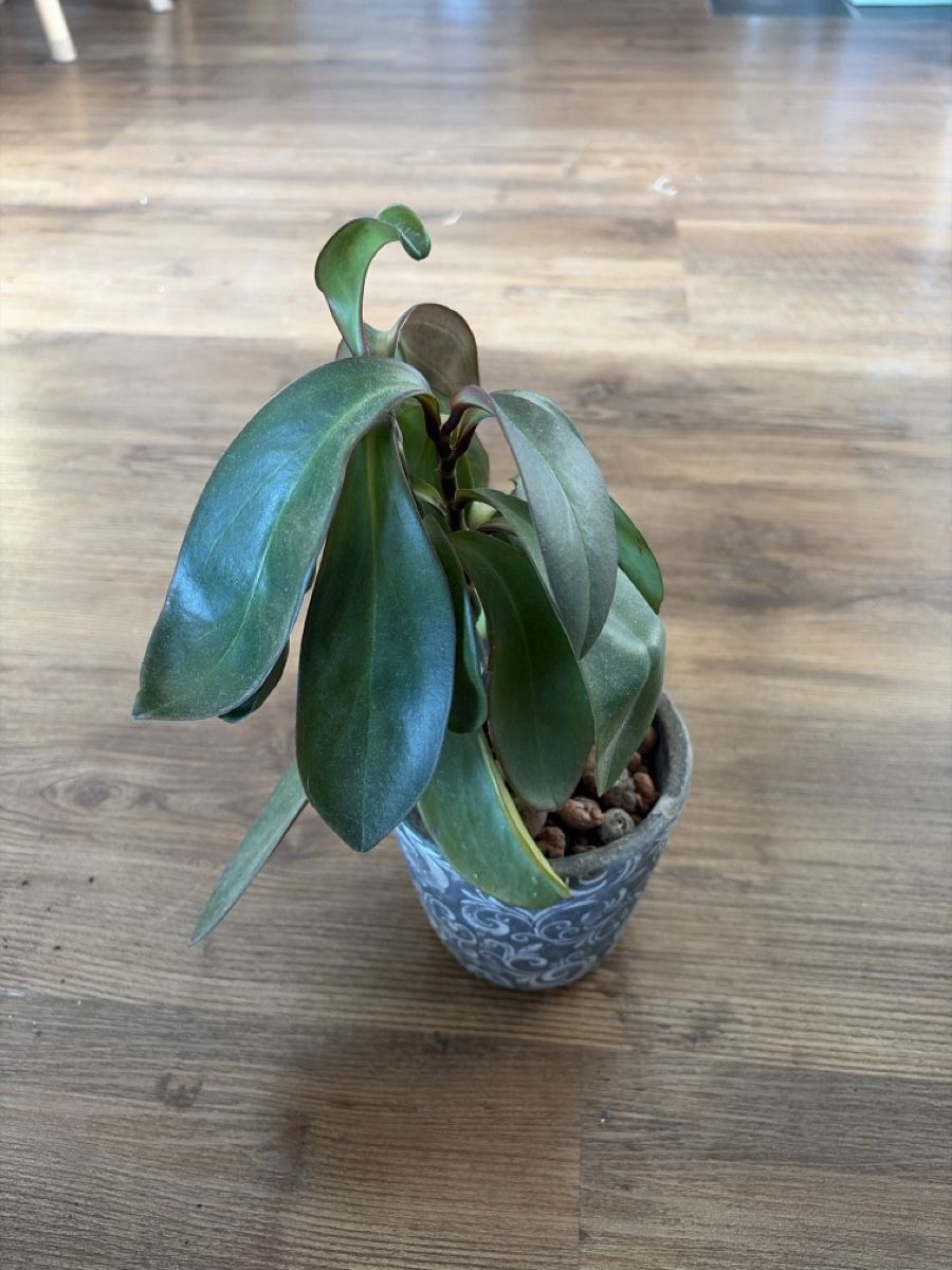 Plantes & graines: Pflanze  – D'occasion à Opfershofen TG par dan_nxk8 2