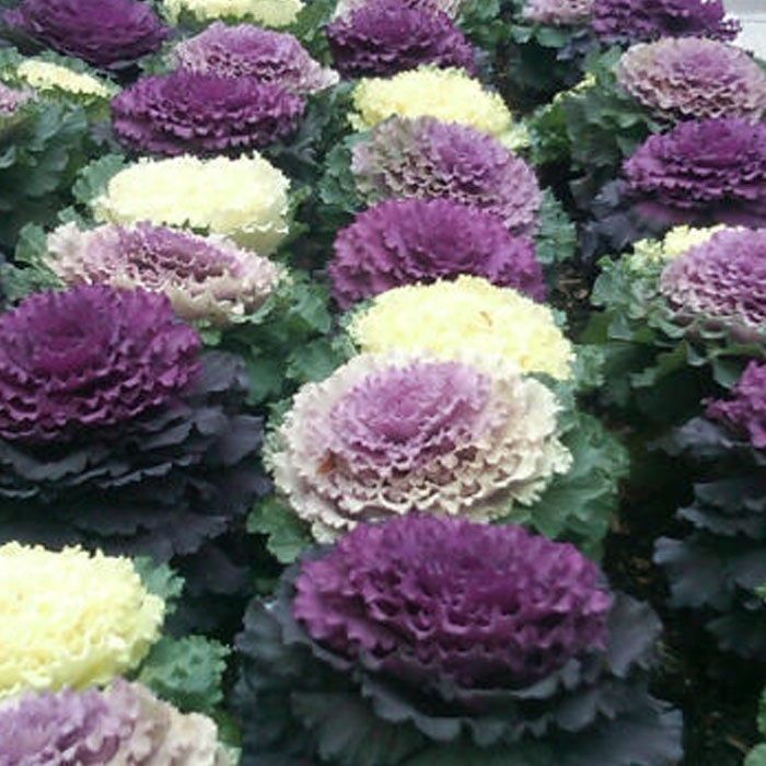 Piante & sementi: 30 Samen Blattkohl Ornamental – Usato da Ehrendingen venduto da VerveinaSamen 1
