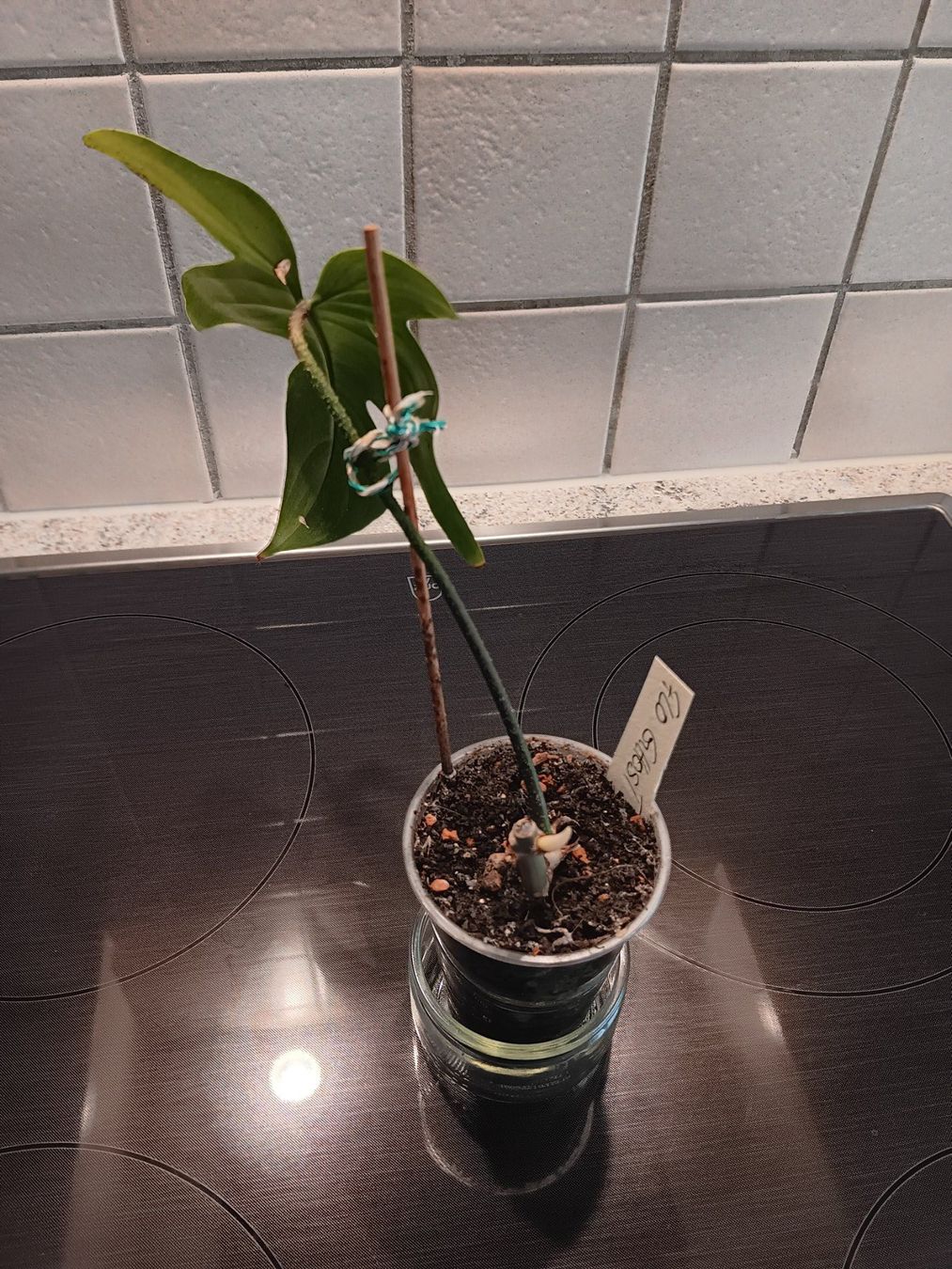 Pflanzen & Samen: Philodendron Florida Ghost – Gebraucht aus Neerach von Pudelmax 1