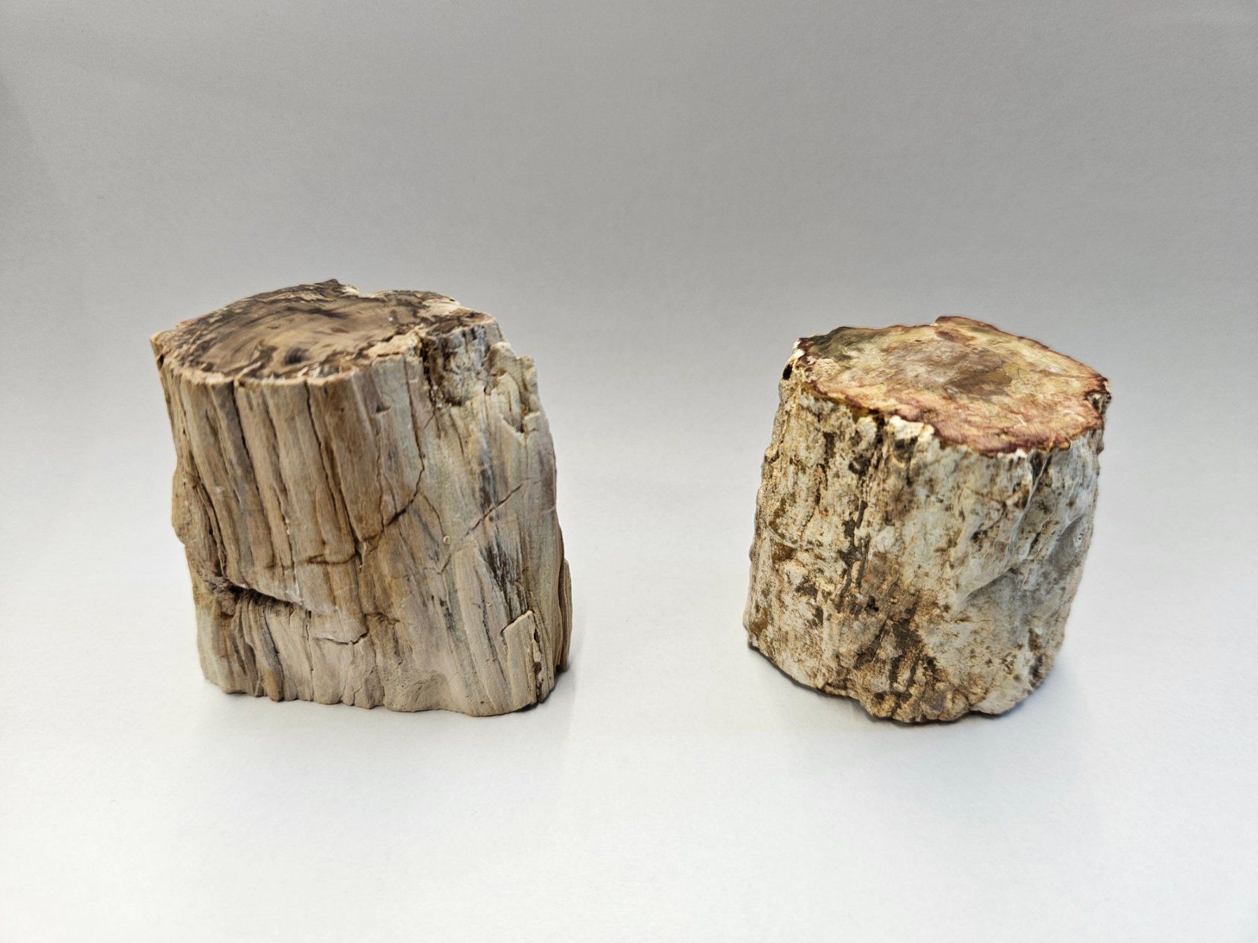 Fossili: Holz - Holzstämmchen versteinert - Madagskar – Usato da Heiden venduto da mats10 1
