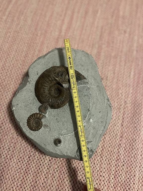 Fossili: Fossilplatte mit 4 Ammoniten, 180 Mio. Jahre – Usato da Chur venduto da sonicservice 2