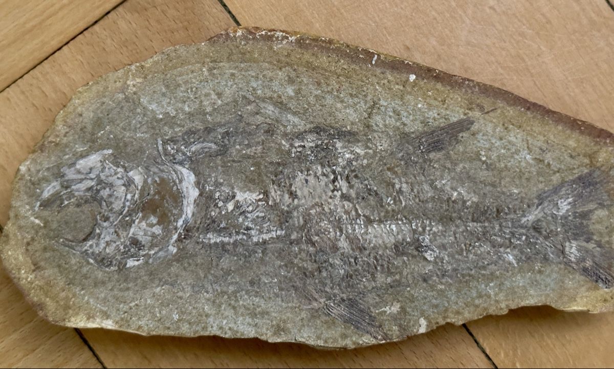 Fossili: Versteinerung mit einem Fisch  – Usato da Winterthur venduto da mat_q5d5 3