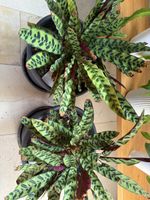 Zimmerpflanze Calathea Topf gross guter Zustan