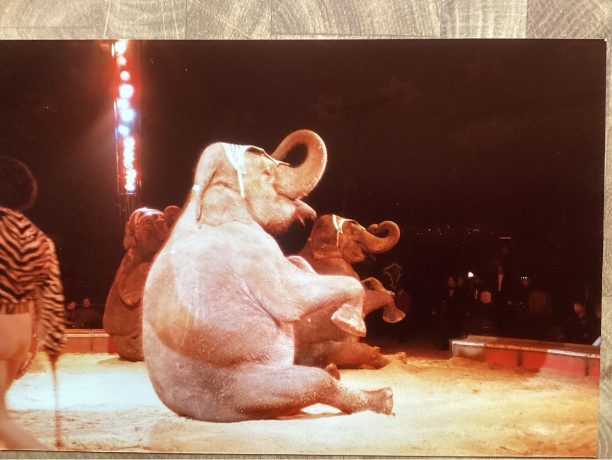 Foto & Immagini: Circus Knie Foto 1983 – Usato da Reichenbach i. K. venduto da astra2010