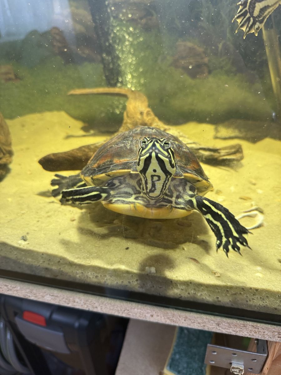 Acquari: Aquarium mit Schildkröten – Usato da Embrach venduto da Bokis 6