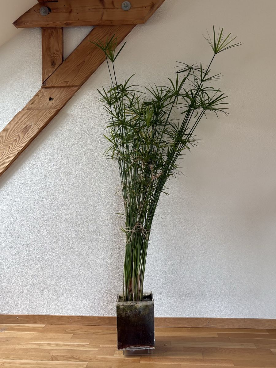 Plantes & graines: Papyrus im Wasser - 170 cm hoch - wunderschön – D'occasion à Zürich par anteabantea 1